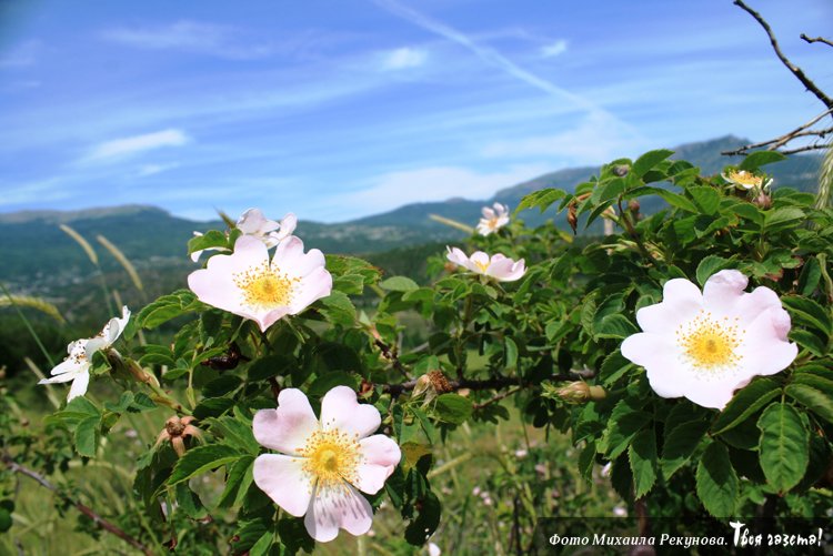 Цветы Алушты. Фото Михаила Рекунова. Лето 2013 года.